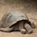 Tortue géante des Galapagos – Faits, taille et habitat