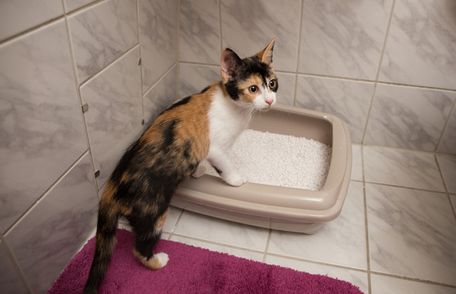 Un chat a des problèmes pour uriner, que faire ?