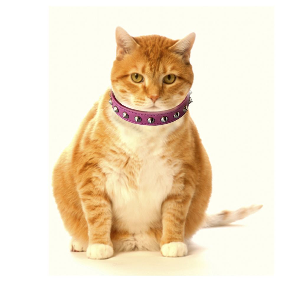 Dois-je utiliser un collier pour chat ?