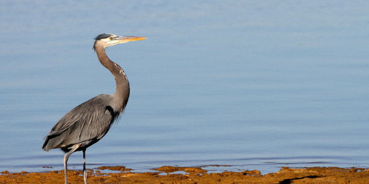 Oiseau grand héron – Faits, informations et photos
