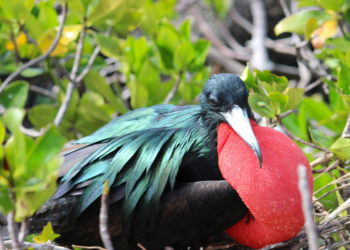 La grande frégate des Galapagos – Animal Corner