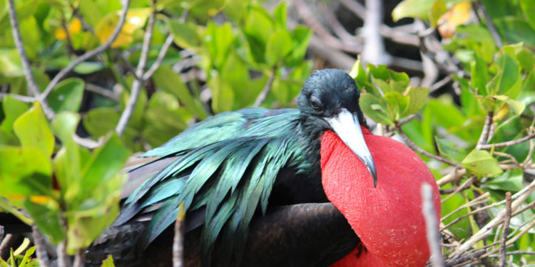 La grande frégate des Galapagos – Animal Corner