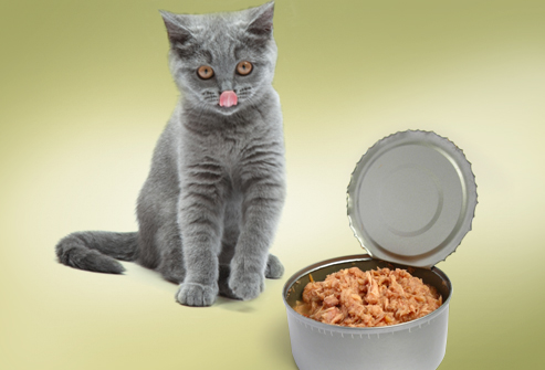 Combien de thon un chat peut-il manger ?