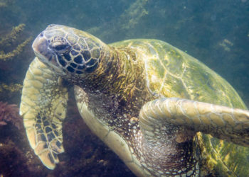Tortue de mer verte, île des Galapagos