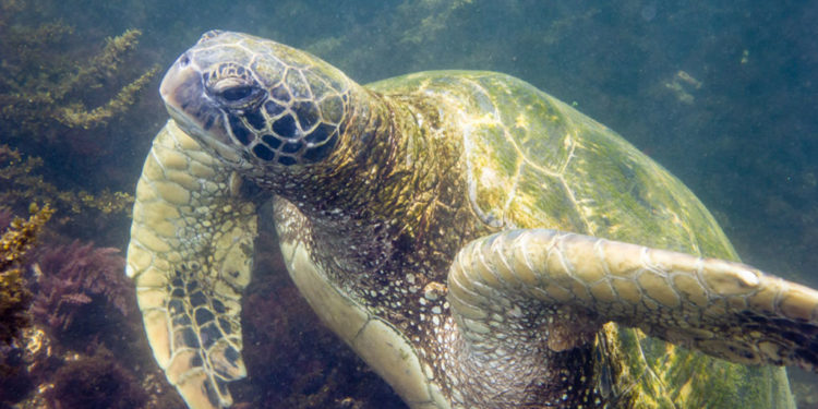 Tortue de mer verte, île des Galapagos