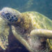 Tortue de mer verte, île des Galapagos