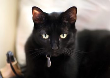 23 races de chats noirs qui vous donneront envie d’être à nouveau un parent de chat