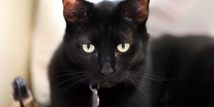 23 races de chats noirs qui vous donneront envie d’être à nouveau un parent de chat