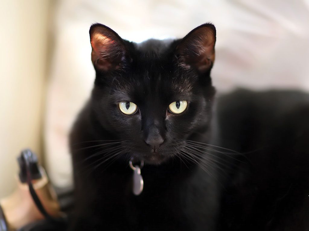 les races de chats noirs
