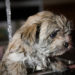 5 Tips For Bath Time Fun with Your Pets