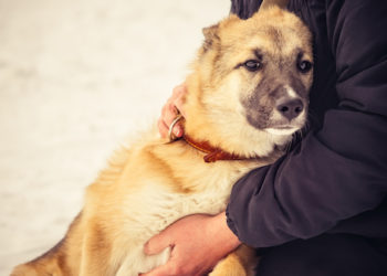 5 conseils pour aider les animaux à gérer le deuil