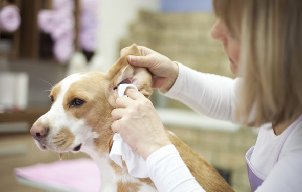 5 conseils pour prévenir les infections de l’oreille chez les chiens »wiki utile Comment prévenir les infections des oreilles de chien