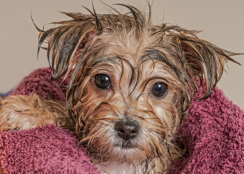 5 conseils pour se débarrasser des pellicules de chat et des pellicules de chien