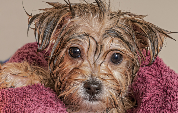 5 conseils pour se débarrasser des pellicules de chat et des pellicules de chien