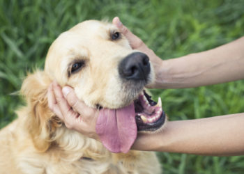 5 conseils pour traiter et battre le lymphome canin