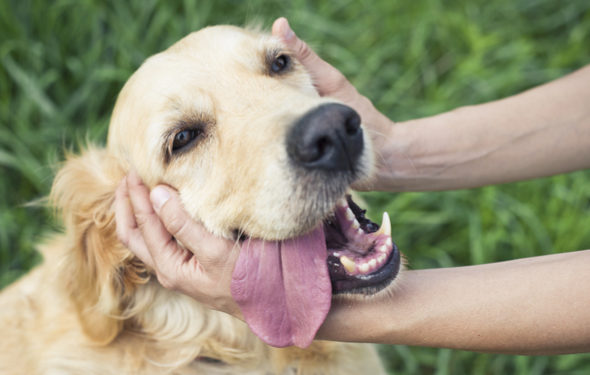 5 conseils pour traiter et battre le lymphome canin