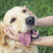 5 conseils pour traiter et battre le lymphome canin