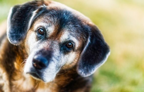 5 conseils surprenants pour les soins aux chiens âgés