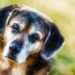 5 conseils surprenants pour les soins aux chiens âgés