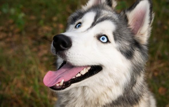 5 conséquences effrayantes de la négligence des dents de votre chien