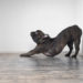 5 étirements pour chiens seniors