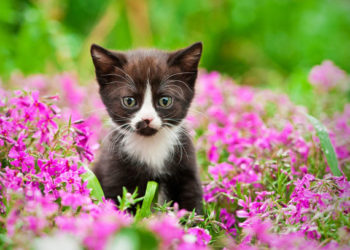 5 façons de garder votre chat sans allergies ce printemps