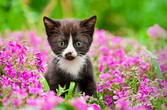 5 façons de garder votre chat sans allergies ce printemps