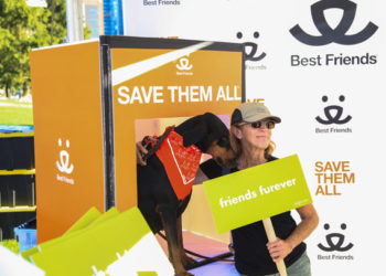 5 façons dont les refuges pour animaux gardent leurs portes ouvertes (et comment vous pouvez aider)