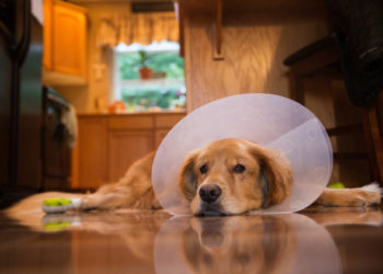 5 façons uniques de fournir une stimulation mentale après les chirurgies canines