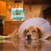 5 façons uniques de fournir une stimulation mentale après les chirurgies canines