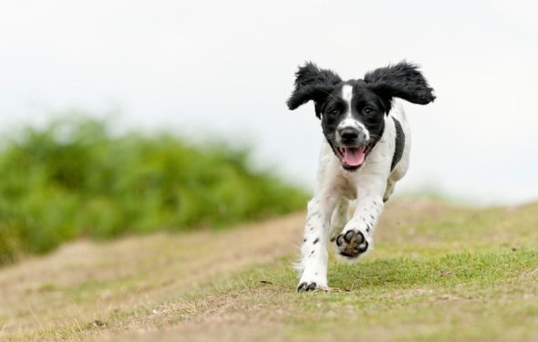 5 raisons pour lesquelles votre chien s’enfuit lorsque vous appelez