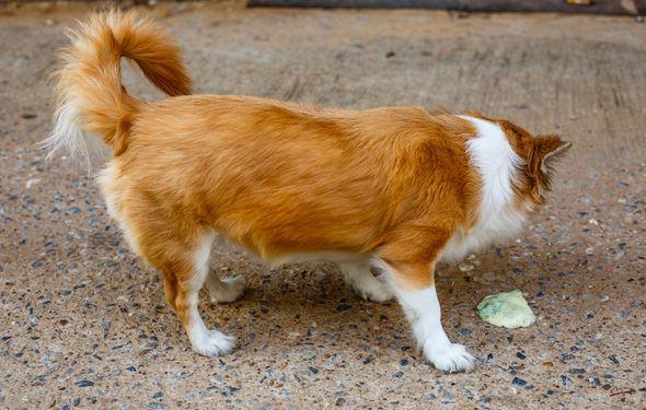 5 raisons pour lesquelles votre chien vomit de la bile