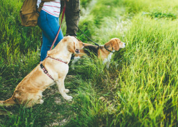 5 raisons pour lesquelles vous devriez prendre la maladie de Lyme au sérieux