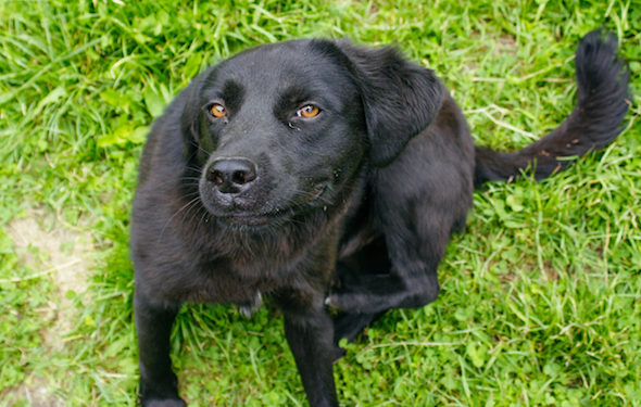 5 signes que votre animal a une réaction allergique