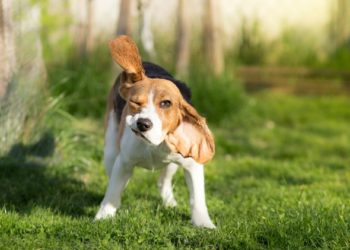 5 signes que votre chien a des tiques