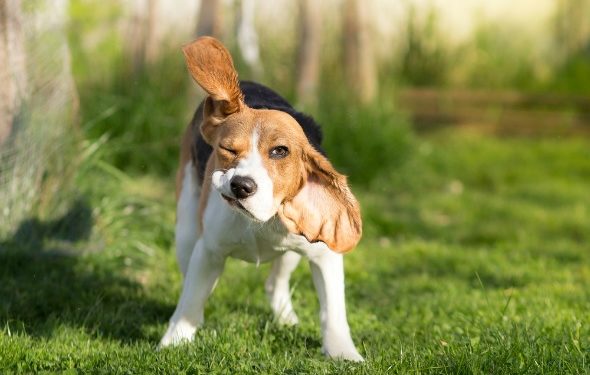 5 signes que votre chien a des tiques