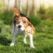 5 signes que votre chien a des tiques