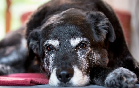 5 signes que votre chien est stressé (et comment le soulager) | Animauxinfo