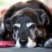 5 signes que votre chien est stressé (et comment le soulager) | Animauxinfo