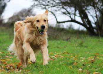 5 signes que votre chien fait trop d’exercice