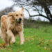 5 signes que votre chien fait trop d’exercice