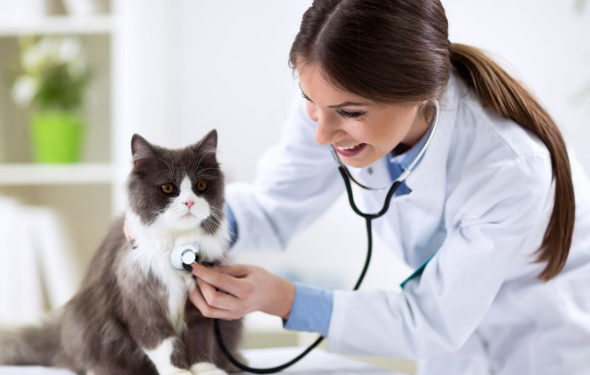 5 signes que vous devriez faire vérifier la thyroïde de votre chat ou la thyroïde de votre chien