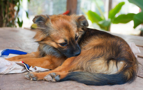 5 signes que vous (et votre animal de compagnie) avez des puces et ne le savez pas