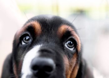5 types de décharge oculaire chez le chien (et ce qu’ils signifient)