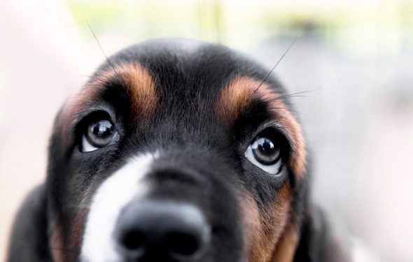 5 types de décharge oculaire chez le chien (et ce qu’ils signifient)