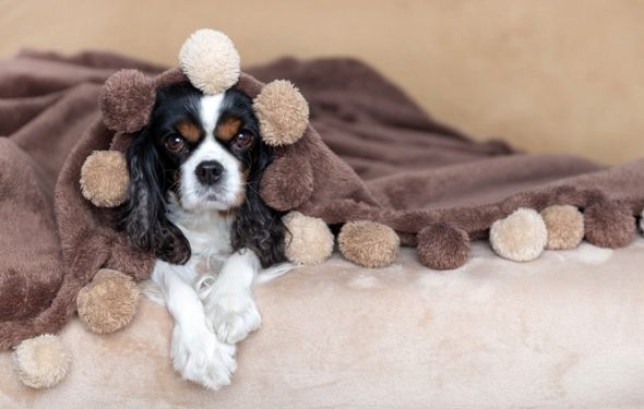 8 façons de calmer naturellement votre chien