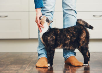 8 façons surprenantes de dire «je t’aime» en langage chat