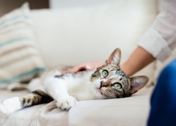 9 façons d’aider votre chat constipé