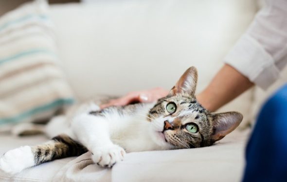 9 façons d’aider votre chat constipé