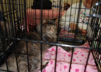 Adoptez un chat | Animauxinfo